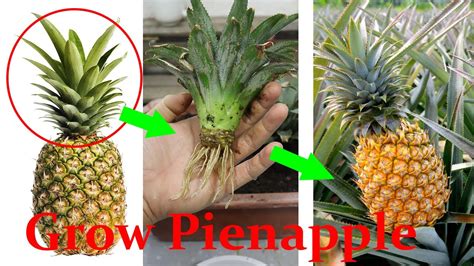 when are pineapples the cheapest